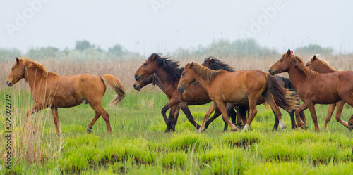 
Wild horses in the Danube Delta, Romania