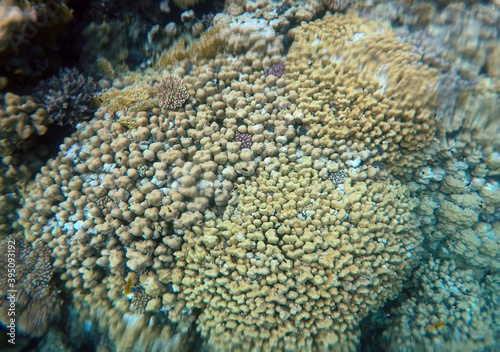ropical coral reef. Ecosystem and environment. Egypt. Near Sharm El Sheikh