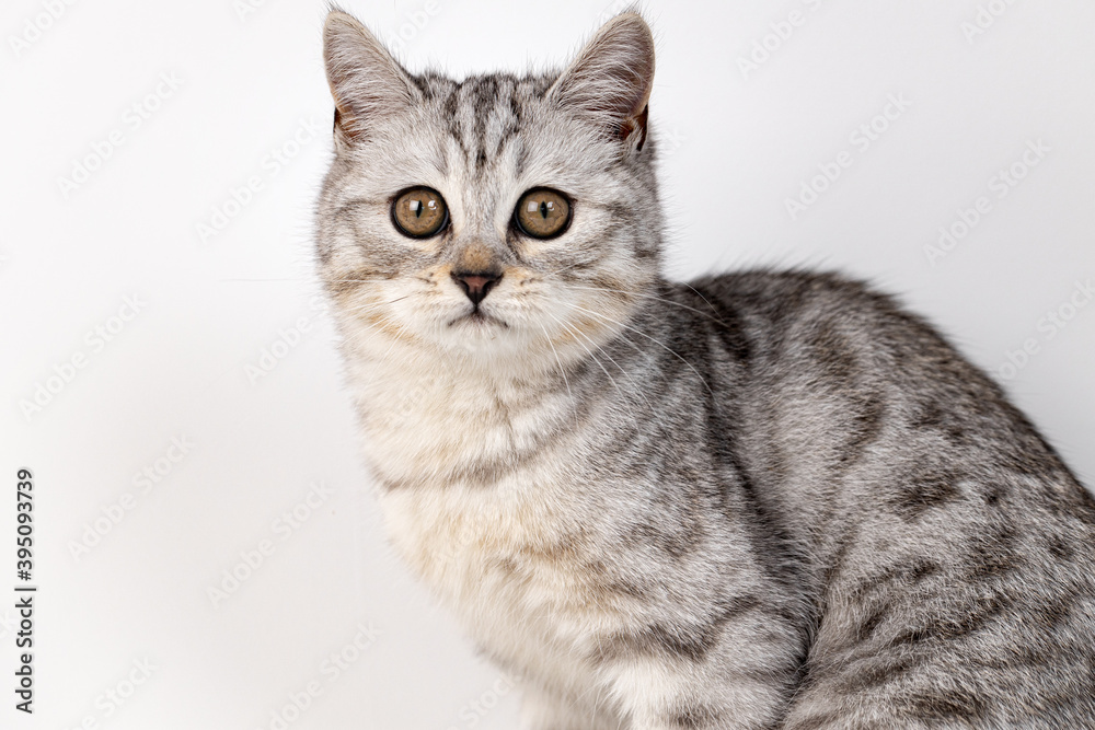 Scottish straight cat tabby on white background Scottish straight cat tabby on white background