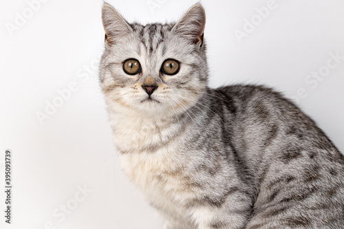 Scottish straight cat tabby on white background © fotofabrika