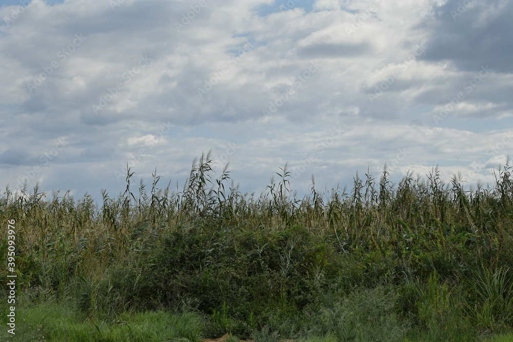 Obraz premium swamp landscape reed plants