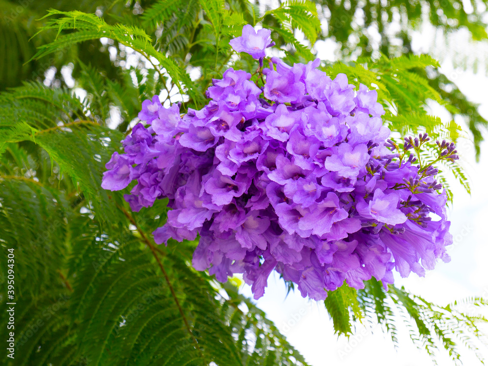 Purple flowers of Jacaranda mimosifolia also known as blue jacaranda