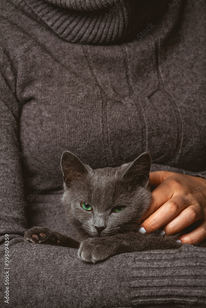 Woman with domestic gray cat in hands