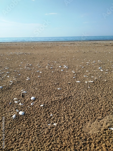 Tan sand and white shells on a sunny beach with the sea in the background