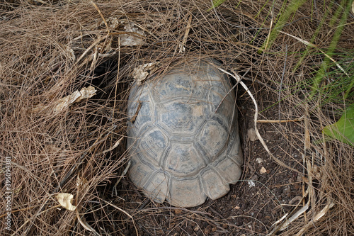 Quadro em tela forest turtle aestivating under pine needle nest on a hot summer day