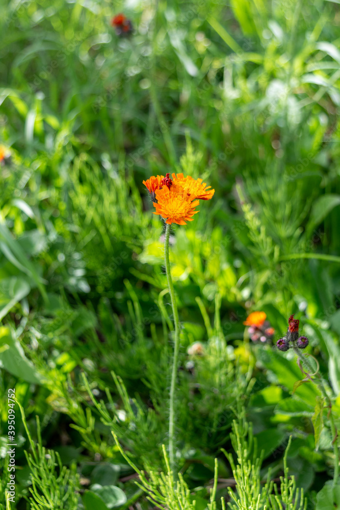 A long stem topped with the orange flowers of Fox-and-cubs, Pilosella aurantiaca, aka orange hawk bit, devil's paintbrush, and grim-the-collier A long stem topped with the orange flowers of Fox-and-cubs, Pilosella aurantiaca, aka orange hawk bit, devil's paintbrush, and grim-the-collier