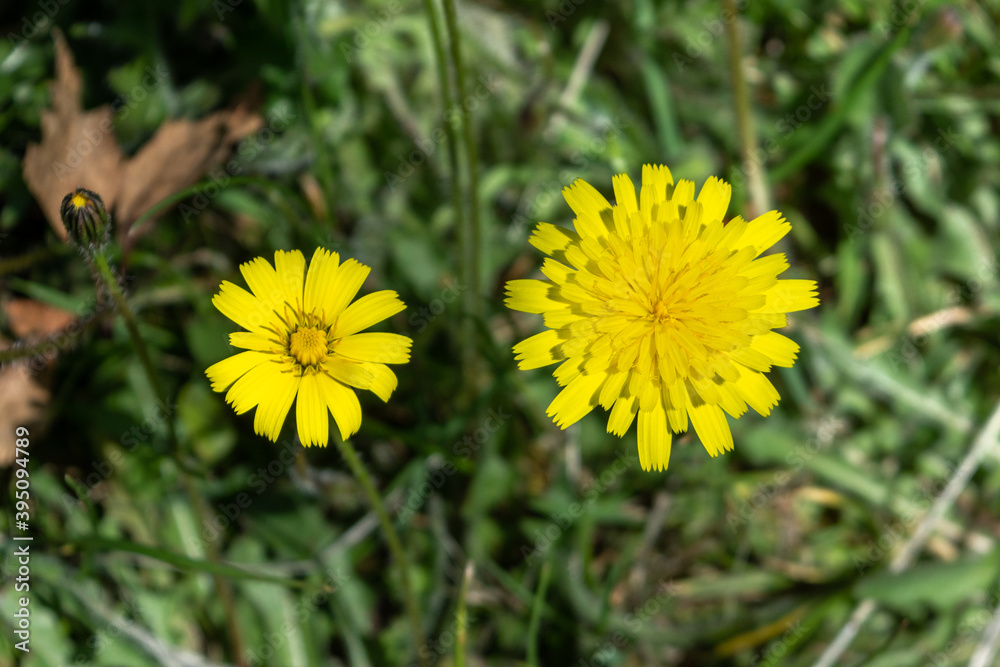 2 flowers of Cats Ear, Hypochaeris radicata, open at different stages of growth with the one on teh right fully open while the one on the left has a bunched centre 2 flowers of Cats Ear, Hypochaeris radicata, open at different stages of growth with the one on teh right fully open while the one on the left has a bunched centre