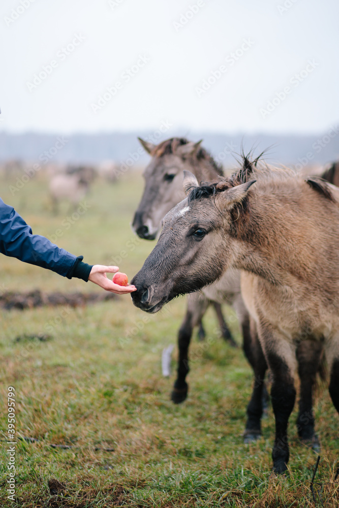 Feeding Przewalski's horse Dzungarian, gray wild horse eating apple. Beautiful Mongolian horse on field Feeding Przewalski's horse Dzungarian, gray wild horse eating apple. Beautiful Mongolian horse on field