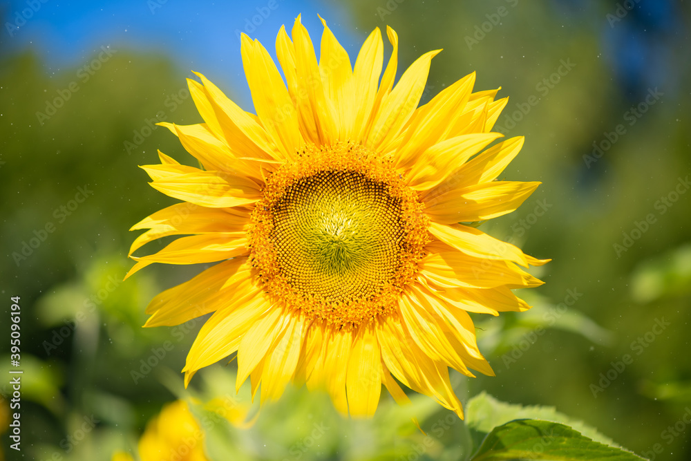Sunflower field in the garden, beautiful nature flowers of sunflower in the daytime, organic farming in rural plantation, yellow flower background and texture, yellow petal and green flower leaf. Sunflower field in the garden, beautiful nature flowers of sunflower in the daytime, organic farming in rural plantation, yellow flower background and texture, yellow petal and green flower leaf.
