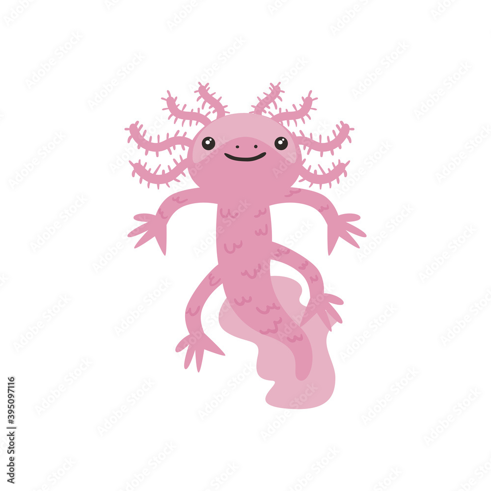 axolotl salamander cute on white background axolotl salamander cute on white background
