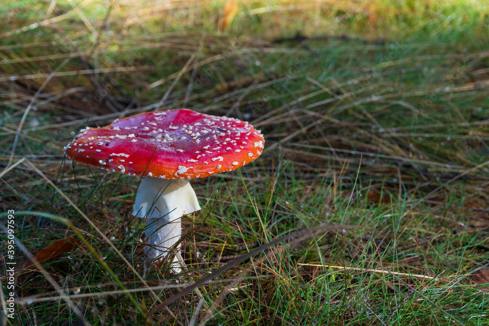 Toadstool in the woods on the Feldberg in Hessen, Germany