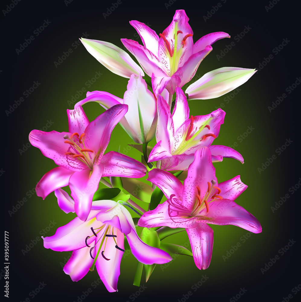 pink lily with six blooms on dark green background pink lily with six blooms on dark green background