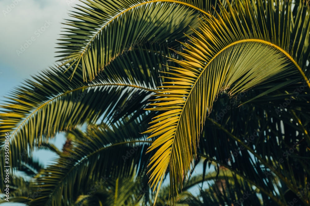 Tropical jungle, palm leaves on a sunny day, sky. Tropical jungle, palm leaves on a sunny day, sky.