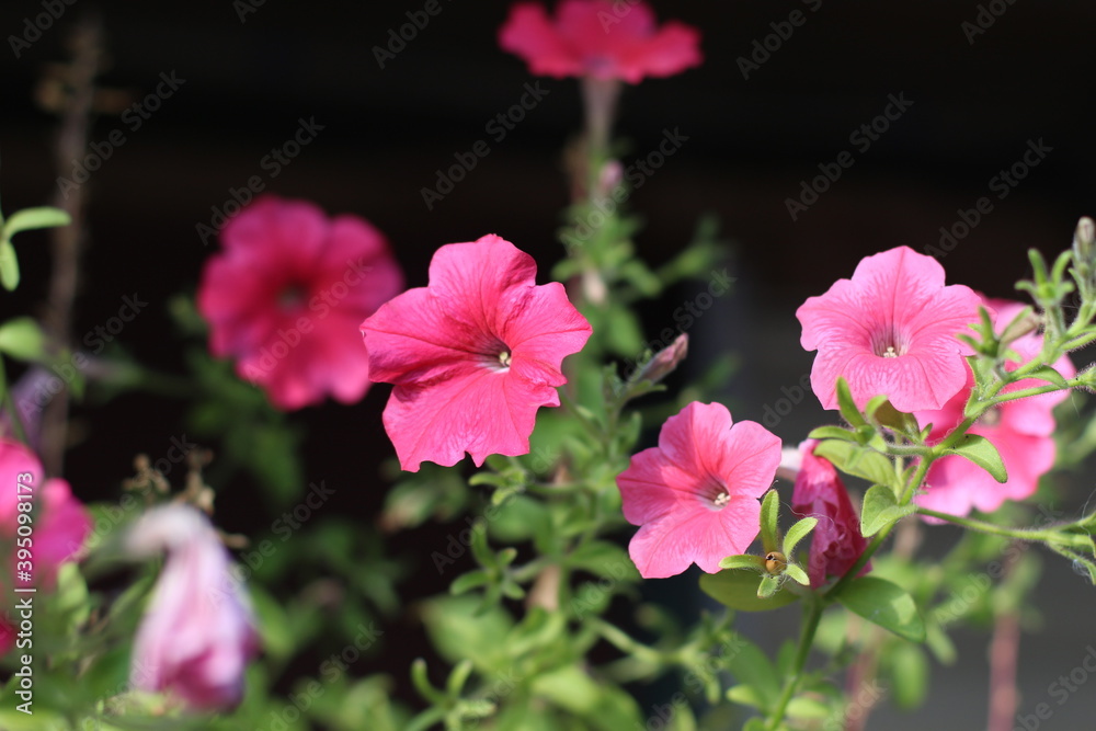 Crimson, pink, white and purple colorful blooming Petunia flowers (Petunia hybrida). Mixed color petunia beautifully blooming in the ornamental garden.