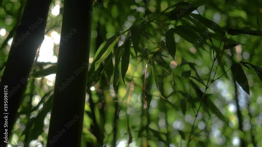 Stockvideo beautiful bamboo forest renewable sustainable energy Biology Diagrams