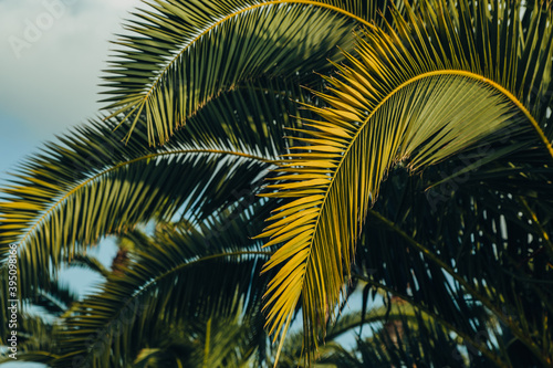 Tropical jungle  palm leaves on a sunny day  sky.