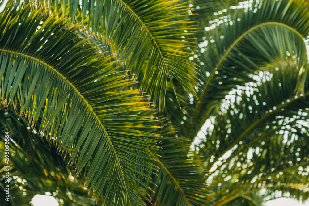 Fototapeta premium Tropical jungle, palm leaves on a sunny day, sky.
