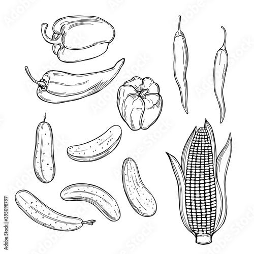 Sketch vegetables. Vector illustration