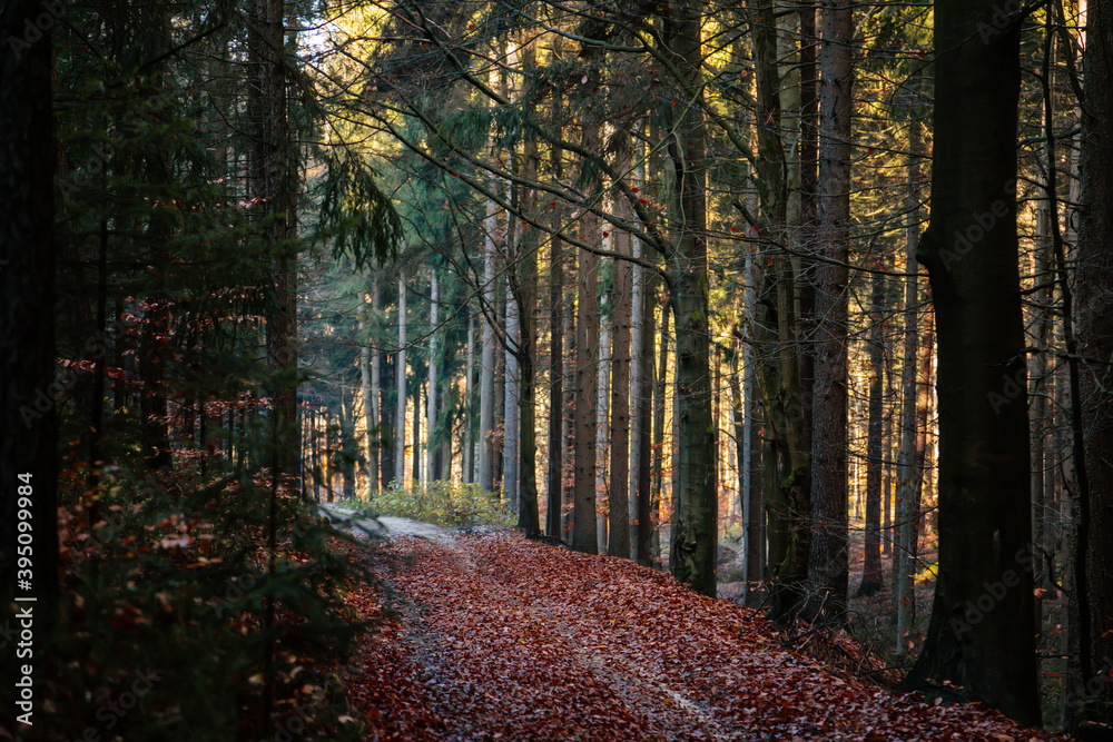 Obraz premium Autumn forest. Sun plays on the branches of trees and penetrates the entire forest with rays Walk in the woods. Besednicke skaly (Besednicke rocks) in Bohemian Paradise, Mala Skala, Czech Republic