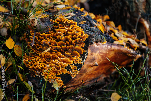 Yellow hairy curtain crust fungus settled on the old stump in Autumn, Stereum sp., Stereaceae in habitat. Close up photograph of Stereum hirsutum found on cut cross-section of Pine log. photo