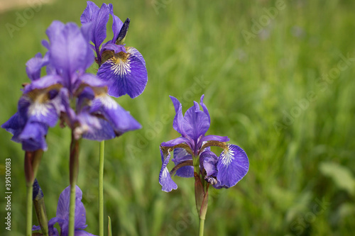 Violet and blue iris flowers closeup on green garden background. Sunny day. Lot of irises. Large cultivated flowerd of bearded iris (Iris germanica). Blue and violet iris flowers are growing in garden