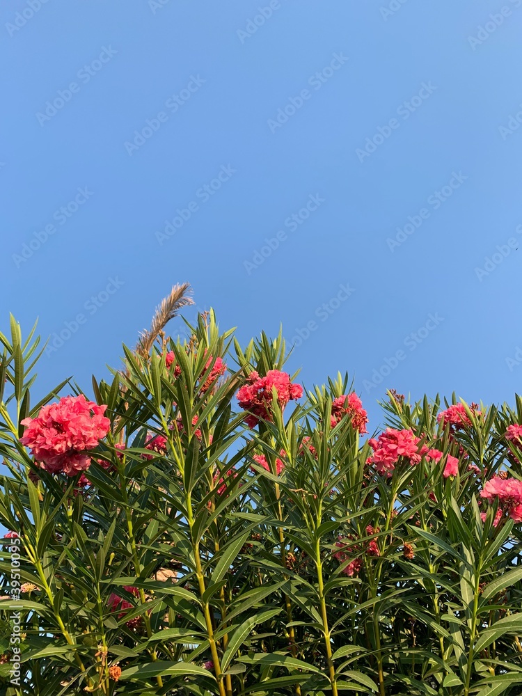 red and blue flowers