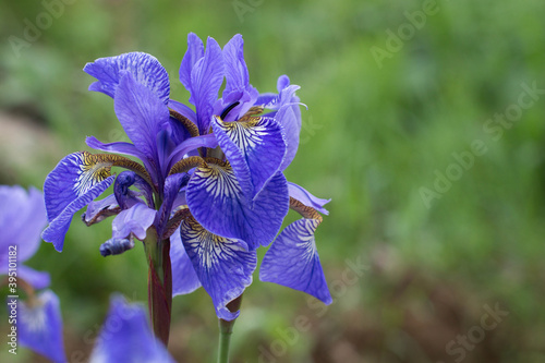 Violet and blue iris flowers closeup on green garden background. Sunny day. Lot of irises. Large cultivated flowerd of bearded iris (Iris germanica). Blue and violet iris flowers are growing in garden photo