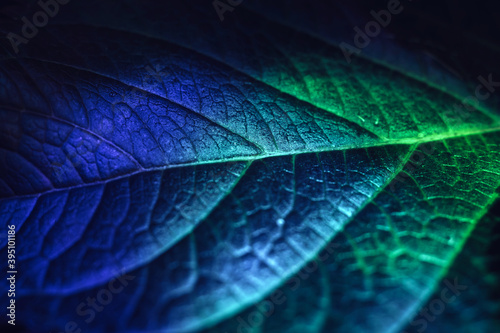 Close up Beautiful abstract leaf in colorful light. Minimalism modern style concept. Dark Background pattern for design.