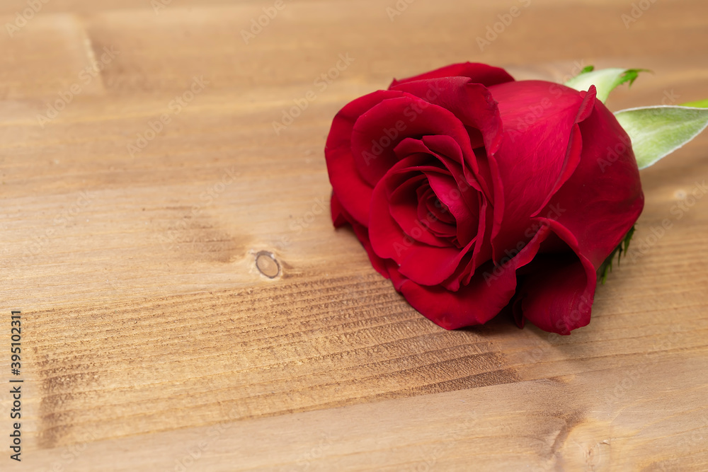 Macro shooting. Red rose flower on wooden background