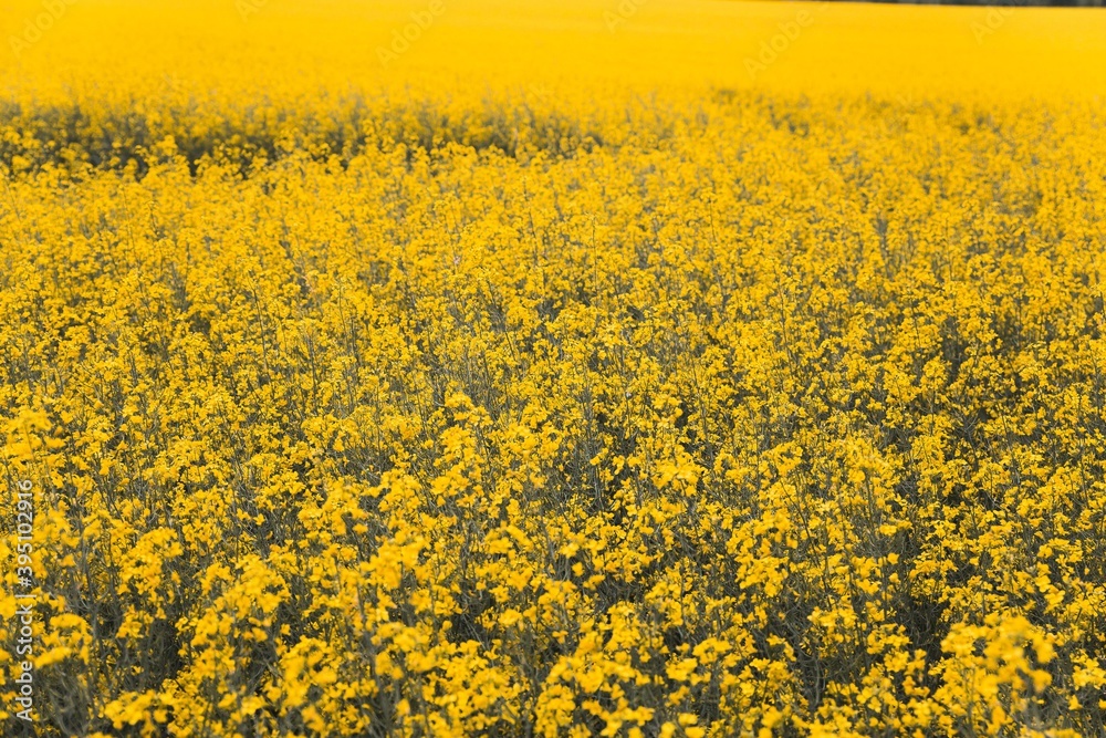 field of yellow rapeseed in spring time