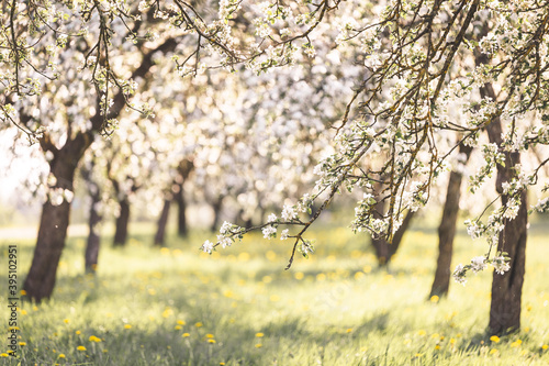 Fotografie, Obraz white spring apple tree blossoms in sunny weather