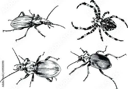 vector drawings sketches different insects bugs Scorpions spiders drawn in ink by hand , objects with no background   © evgo1977