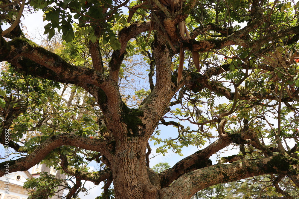 A beautiful tree in the Colombian village park A beautiful tree in the Colombian village park