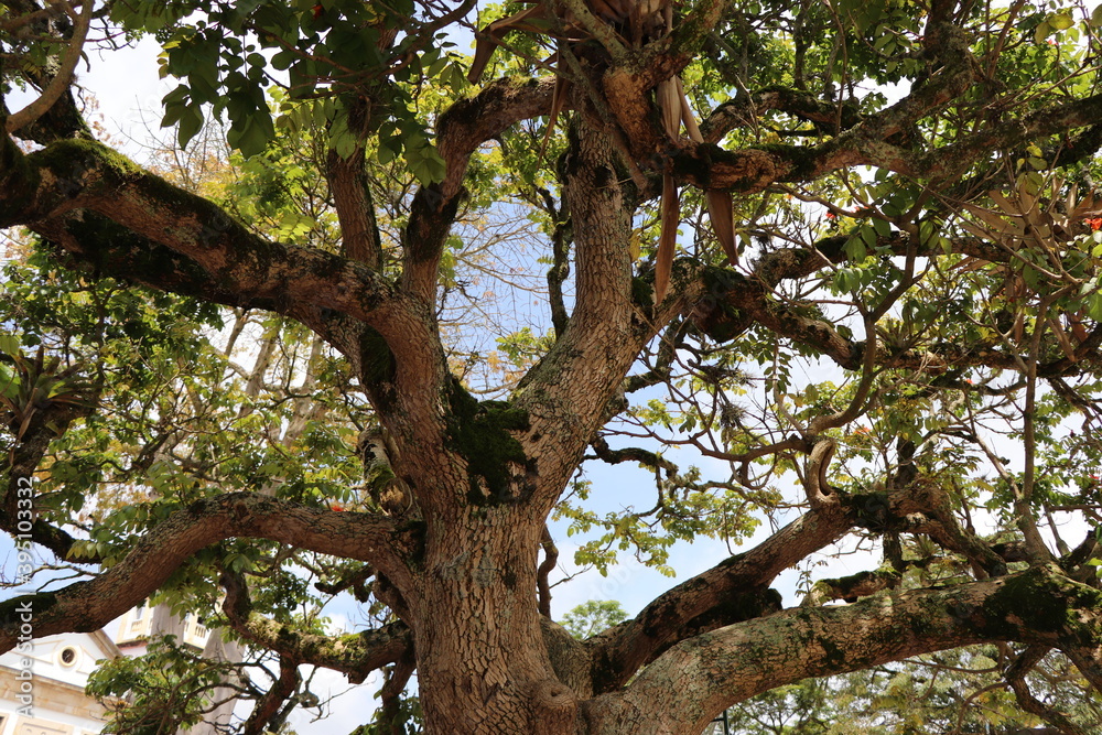 A beautiful tree in the Colombian village park