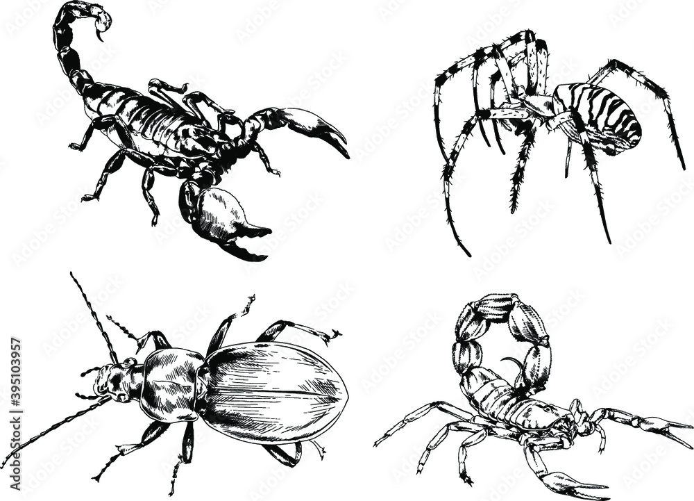 vector drawings sketches different insects bugs Scorpions spiders drawn ...