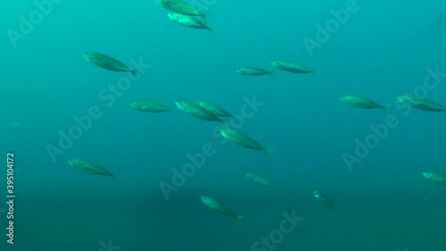 Visualization of a thermocline and galaklin: Near the border of water layers with different densities and temperatures often flock Mediterranean horse mackerel (Trachurus mediterraneus). photo