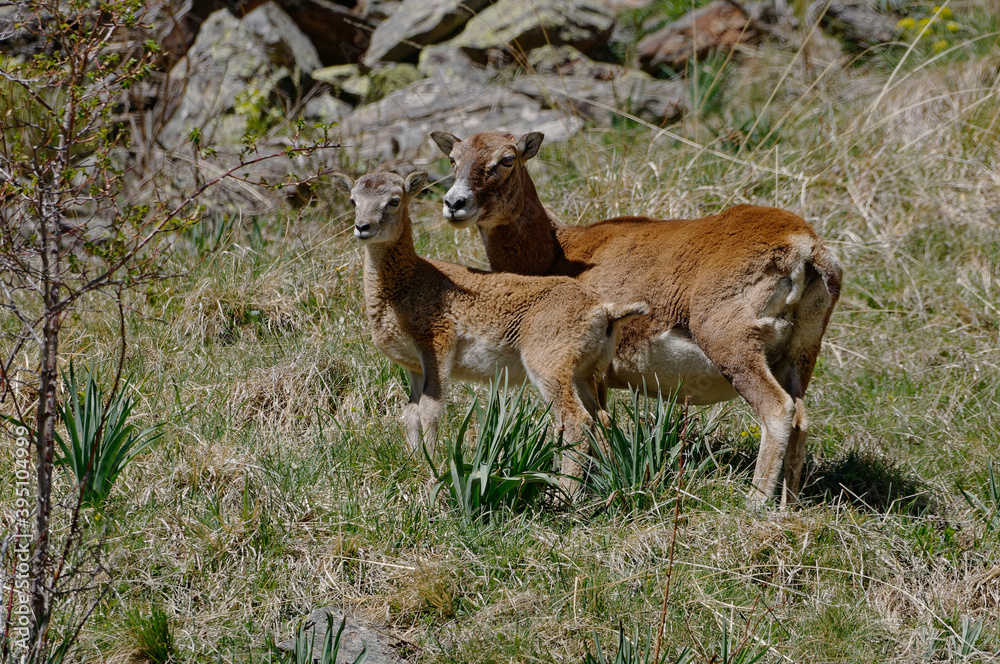 Wild Muflons (Ovis orientalis musimon) - Mother and its baby in Pyrenean Mountains Wild Muflons (Ovis orientalis musimon) - Mother and its baby in Pyrenean Mountains
