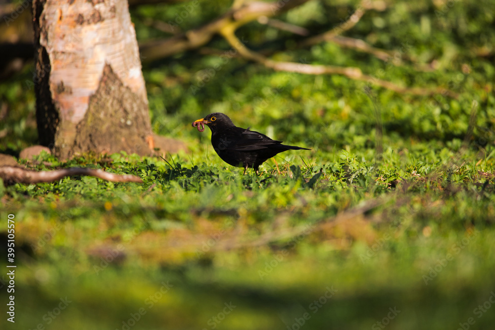 Common blackbird in Iceland in the summer. Common blackbird in Iceland in the summer.