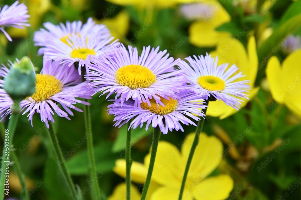 Beautiful violet daisy with selective focus and blurred yellow flower on background. Spring blooming flowers. Blue chrysanthemum and yellow meadow flowers on flowerbed. Beautiful violet daisy with selective focus and blurred yellow flower on background. Spring blooming flowers. Blue chrysanthemum and yellow meadow flowers on flowerbed.