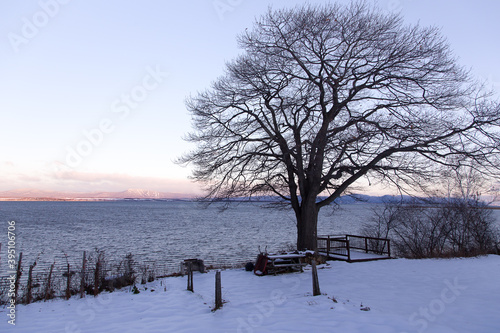 Blue hour rural winter landscape with bare tree on the St. Lawrence River coastline and the Laurentian mountains in the background, Berthier-sur-Mer, Quebec, Canada, Quebec, Canada photo