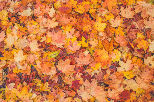 Autumn leaves background. Yellow, red colorful autumn nature. Fallen leaves on the ground. 