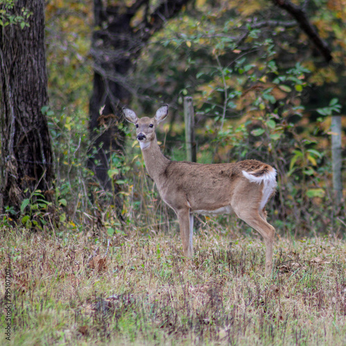 Fototapeta Naklejka Na Ścianę i Meble -  whitetail deer