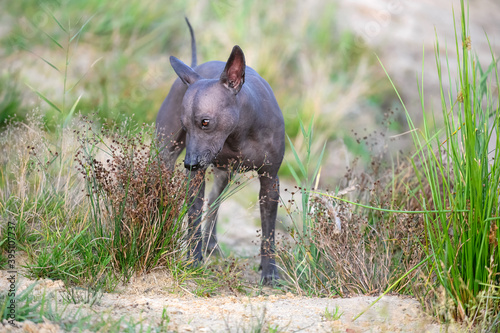 Xoloitzcuintle (Mexican Hairless Dog) standing among  green grass on sand natural background 
 photo