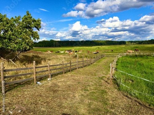 A great view over a green field at the Swedish countryside. A blue sky with some clouds. Plenty of cows. Säby gård or Saby gard. Jarfalla, Stockholm, Sweden.