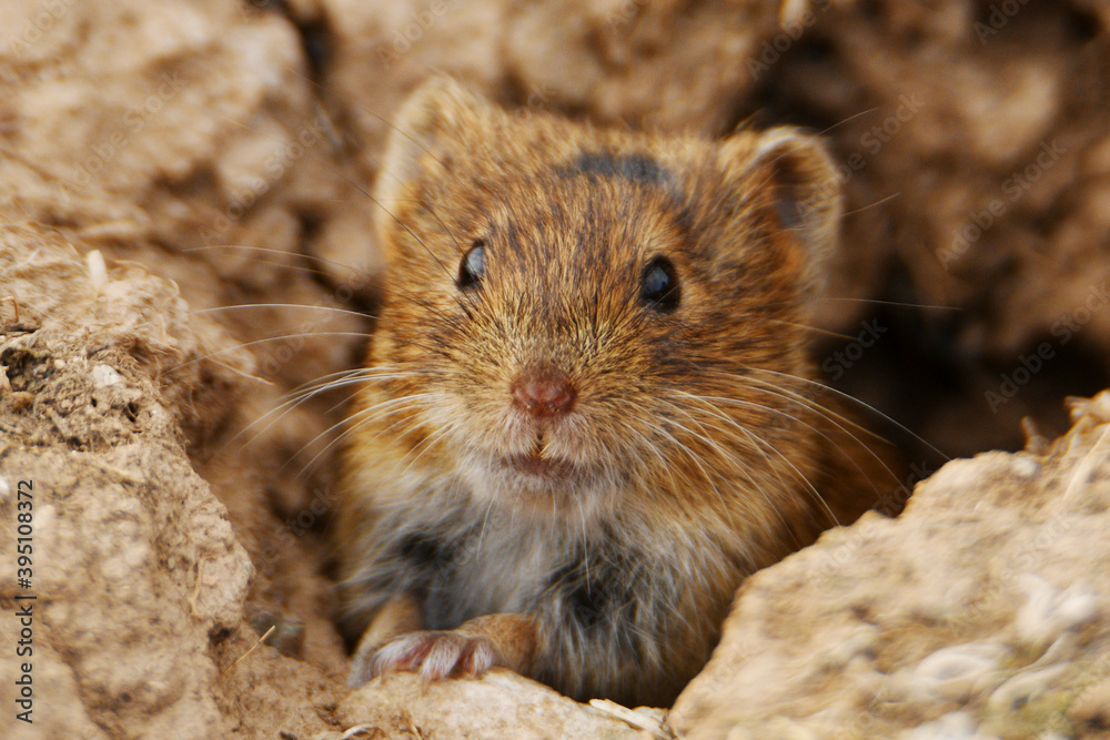 Central European vole (Microtus arvalis arvalis) looking out of its burrow near Wolferstedt, Germany Central European vole (Microtus arvalis arvalis) looking out of its burrow near Wolferstedt, Germany