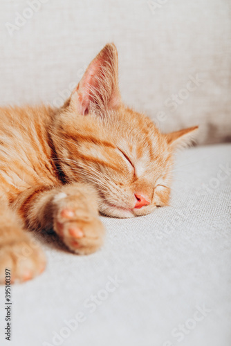 Cute little ginger kitten sleeps on the sofa in living room