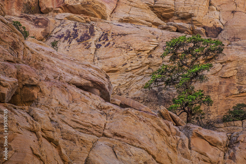 Tree growing on rock ledge in Red Rock Canyon