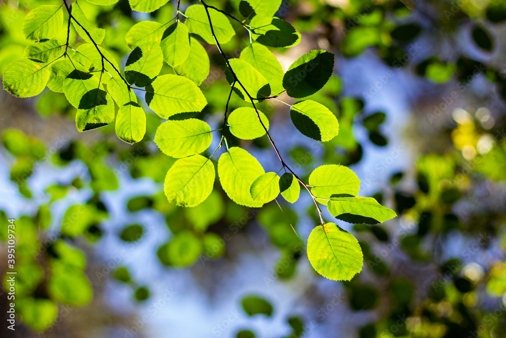 Green leaves background in forest on sunny day Green leaves background in forest on sunny day