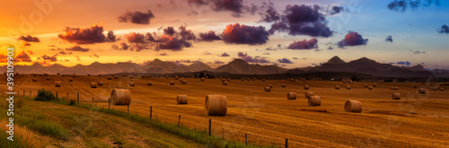 Canvas-taulu Panoramic View of Bales of Hay in a farm field