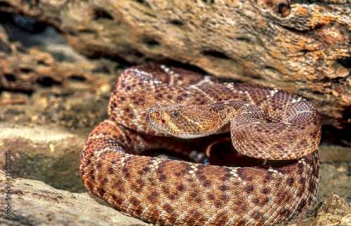 Red diamond rattlesnake photo